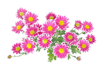 Inline image